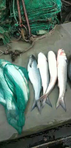 深海梭子鱼,