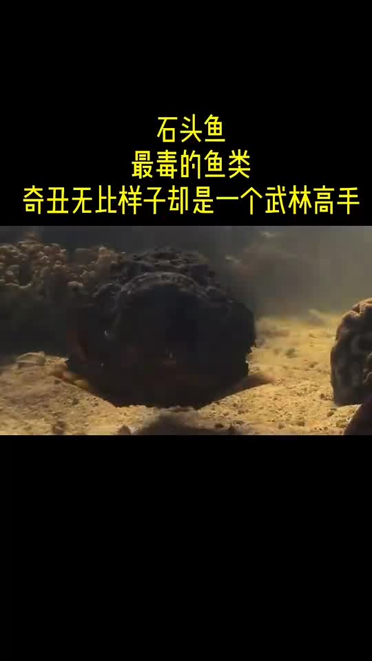 动物世界估计是最丑的鱼了吧