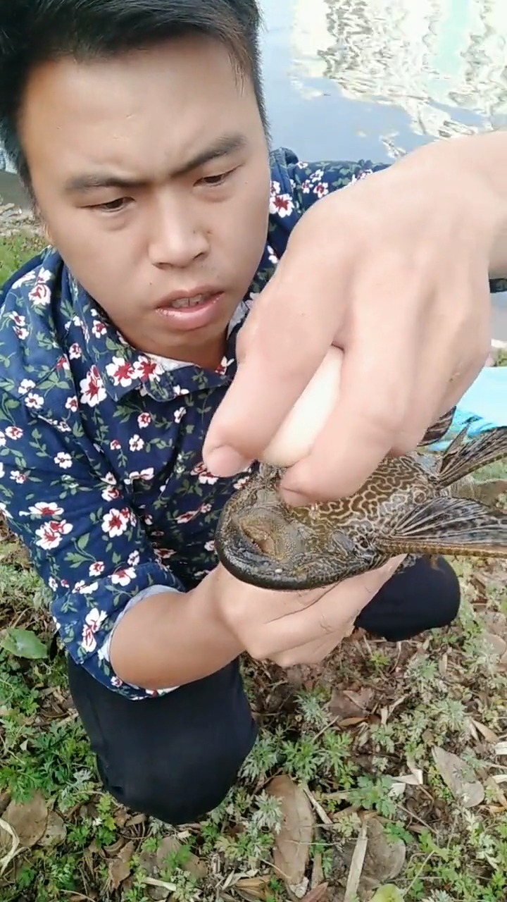 喜吃鱼卵及高蛋白物质清道夫