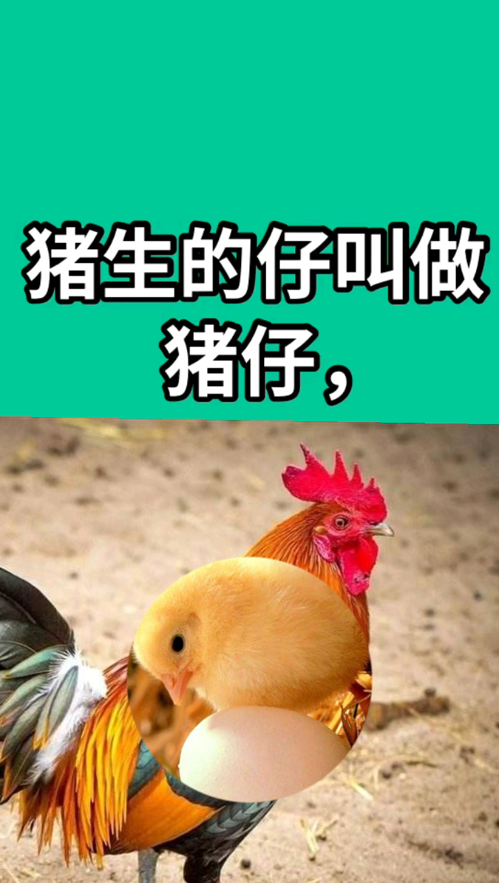 猪生的仔叫猪仔。鸡生的仔叫什么呢?