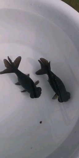 黑色望天球金鱼