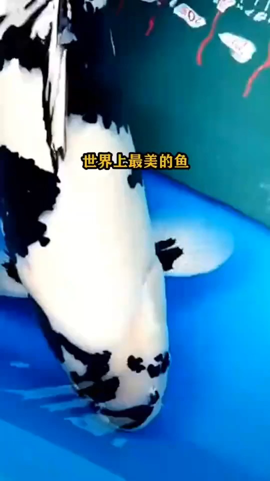 空标题....