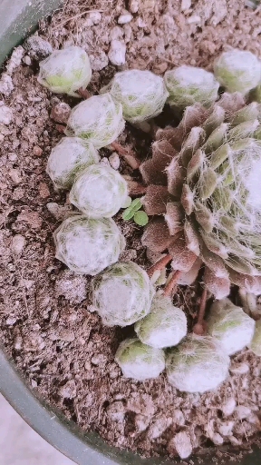 #有一种可爱叫多肉！#今日份：蛛丝卷绢