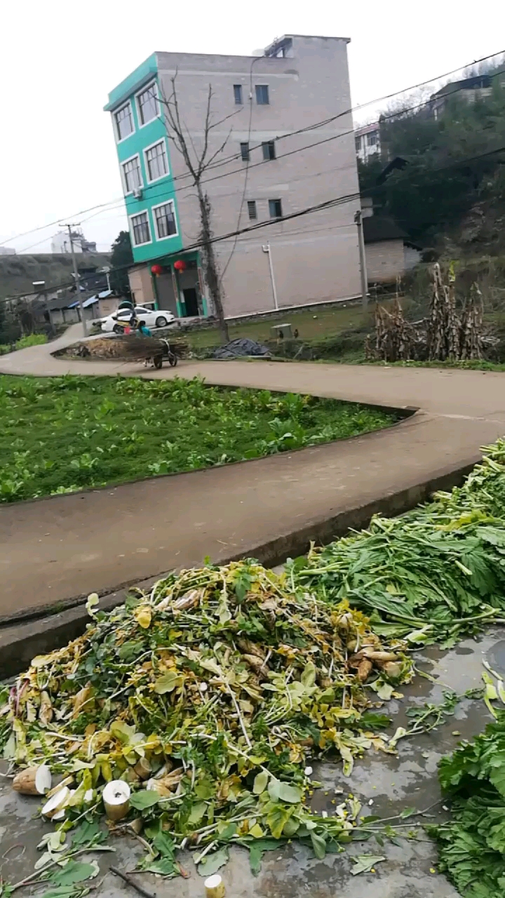 以前的马拉车