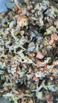 最爱海菜玉米面包子