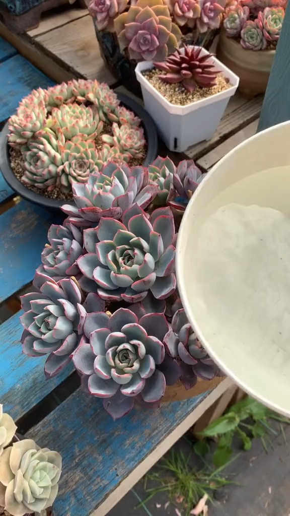 #有一种可爱叫多肉!#长嘴浇水壶#多肉植物 #花卉