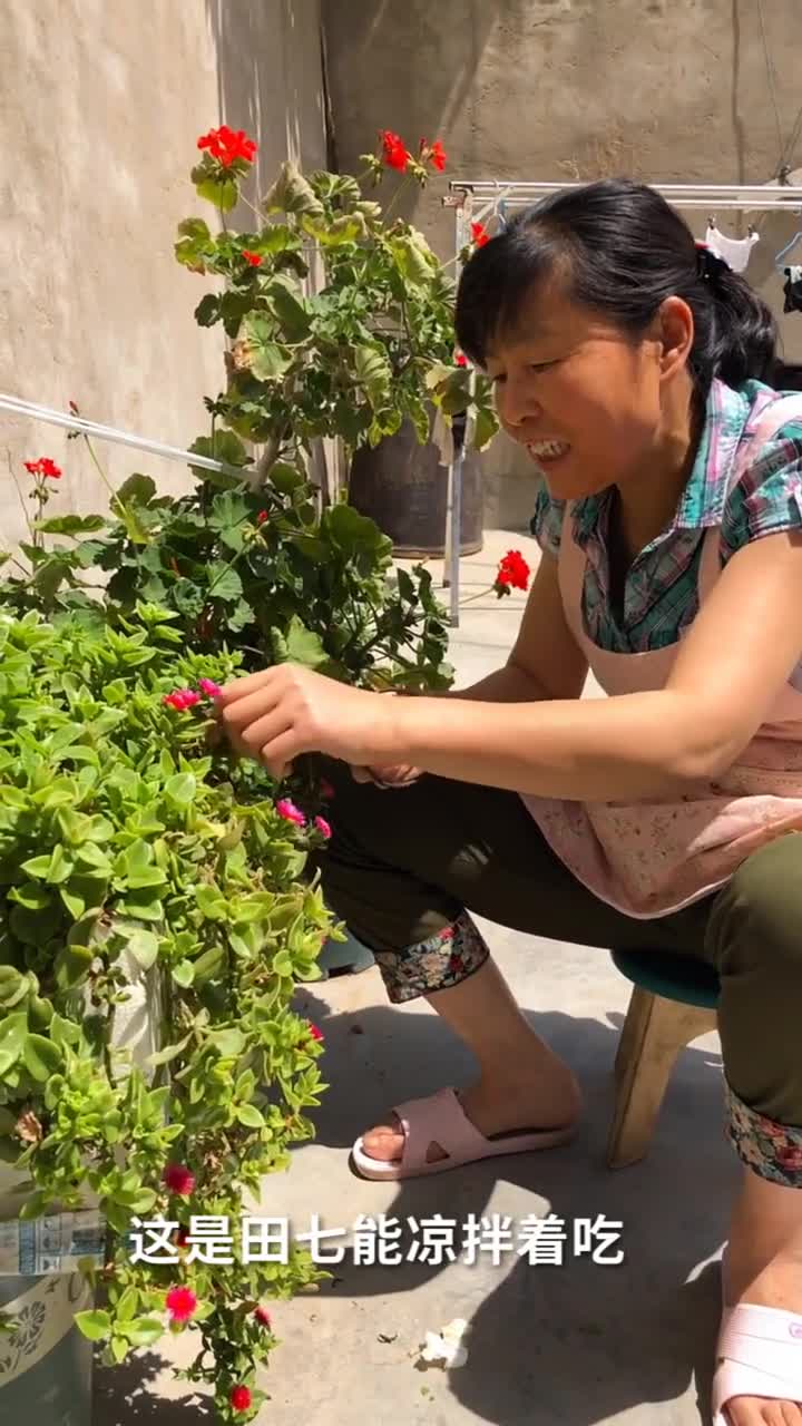 凉拌牡丹吊兰,好吃的很