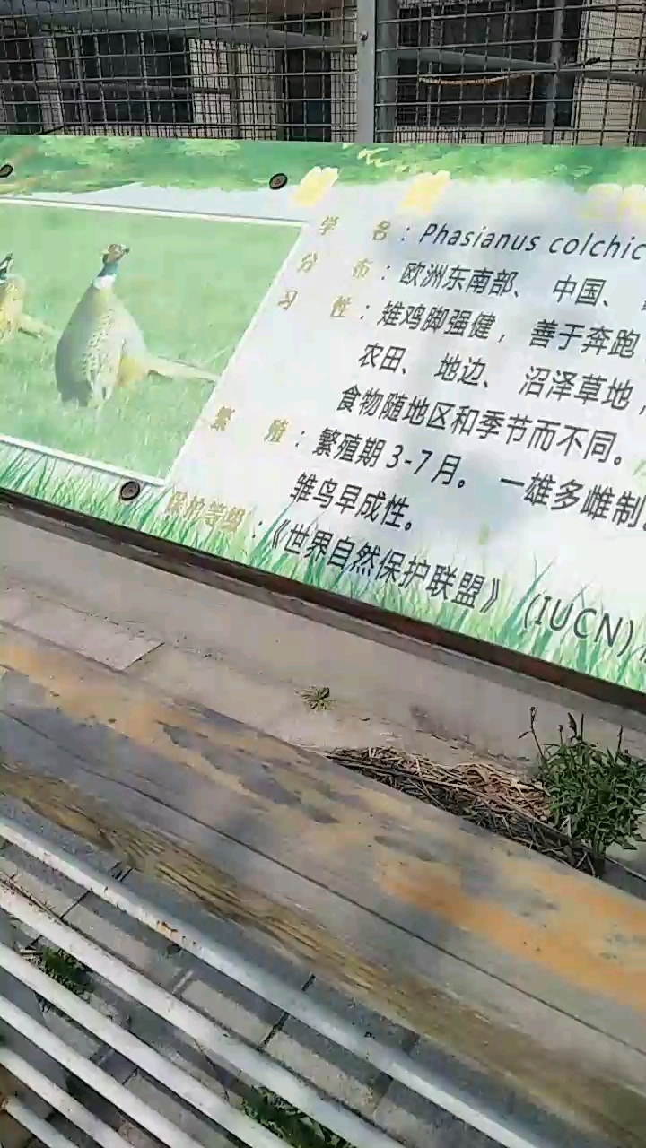 分享视频