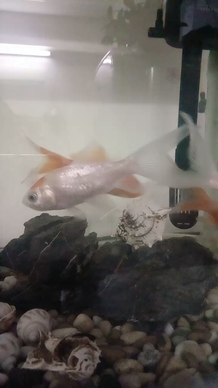 早上好金鱼们