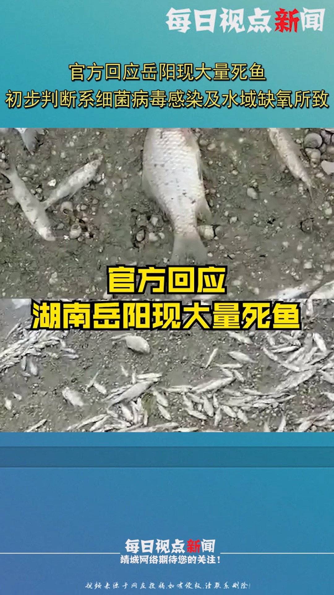 官方回应岳阳现大量死鱼:初步判断系细菌病毒感染及水域缺氧所致