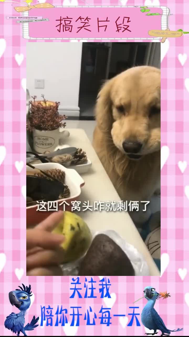 金毛嘴里实在太能装,两个窝窝头都能咬下,笑死我了,搞笑视频