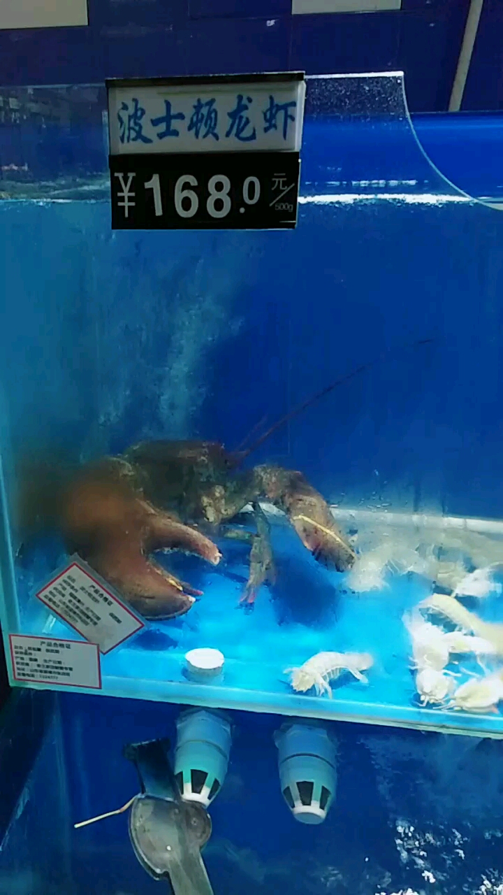 大龙虾