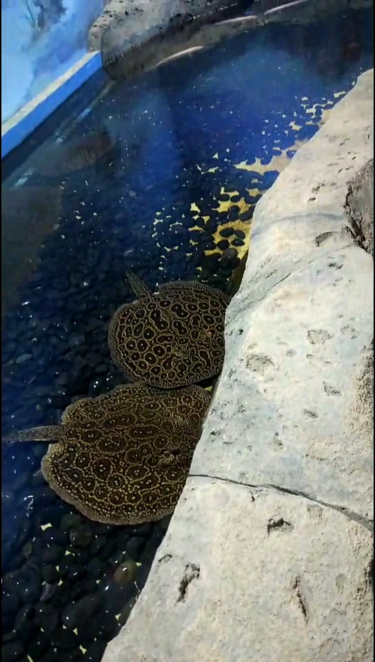 分享视频