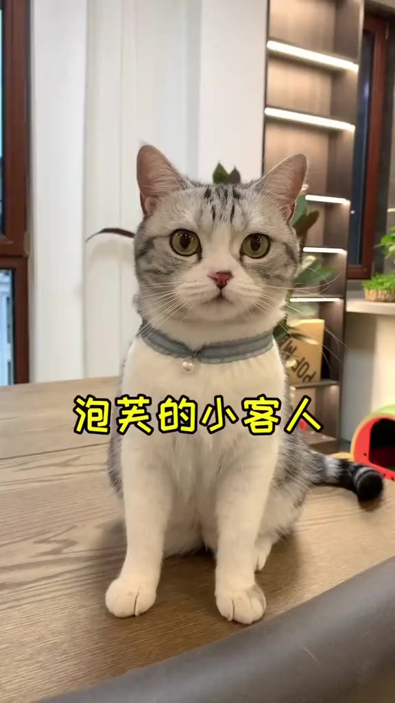 王泡芙cat:大老远来了的两位小客人泡芙的脾气依旧那么………