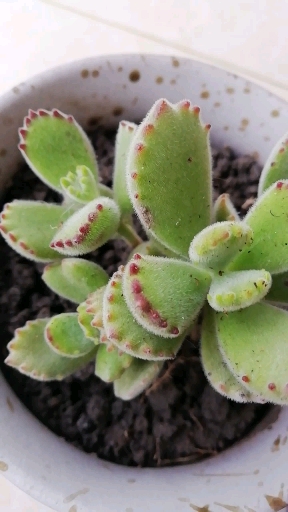#多肉植物#一款超可爱的多肉