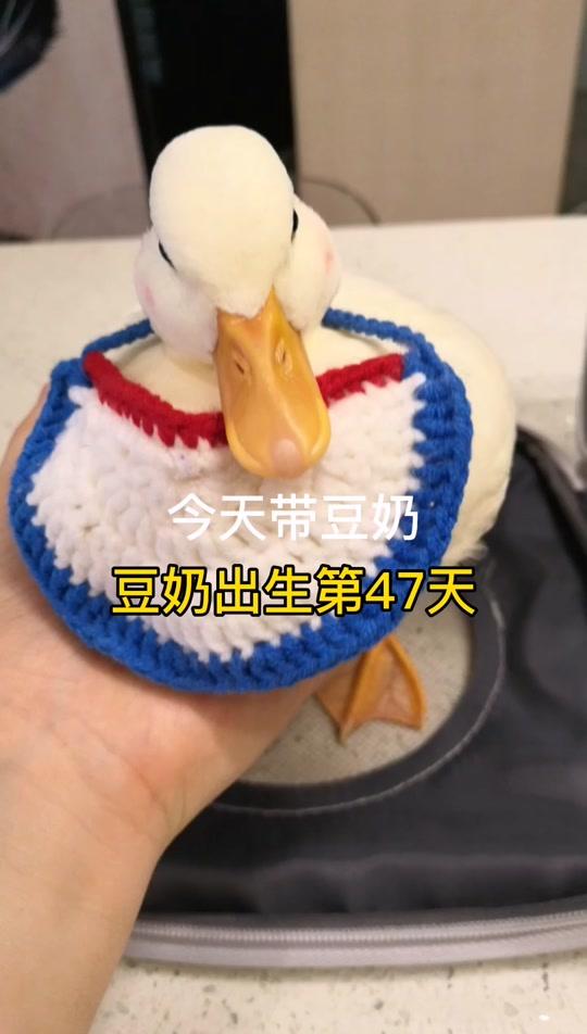 今天豆奶跟我去上课了,没办法看不见我就叫个不停,可能还小吧#柯尔鸭孵化