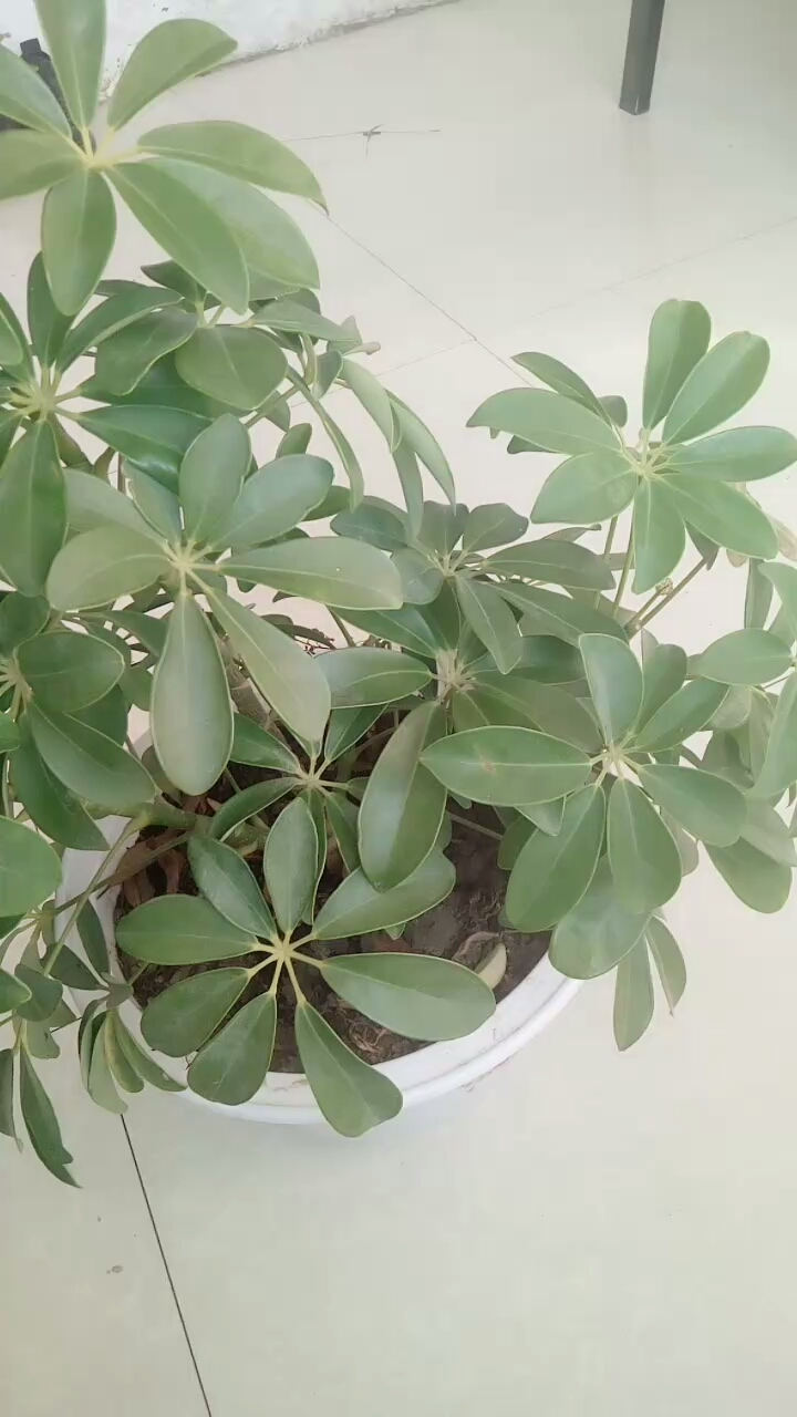 载了三年的摇钱树,就长这么大点