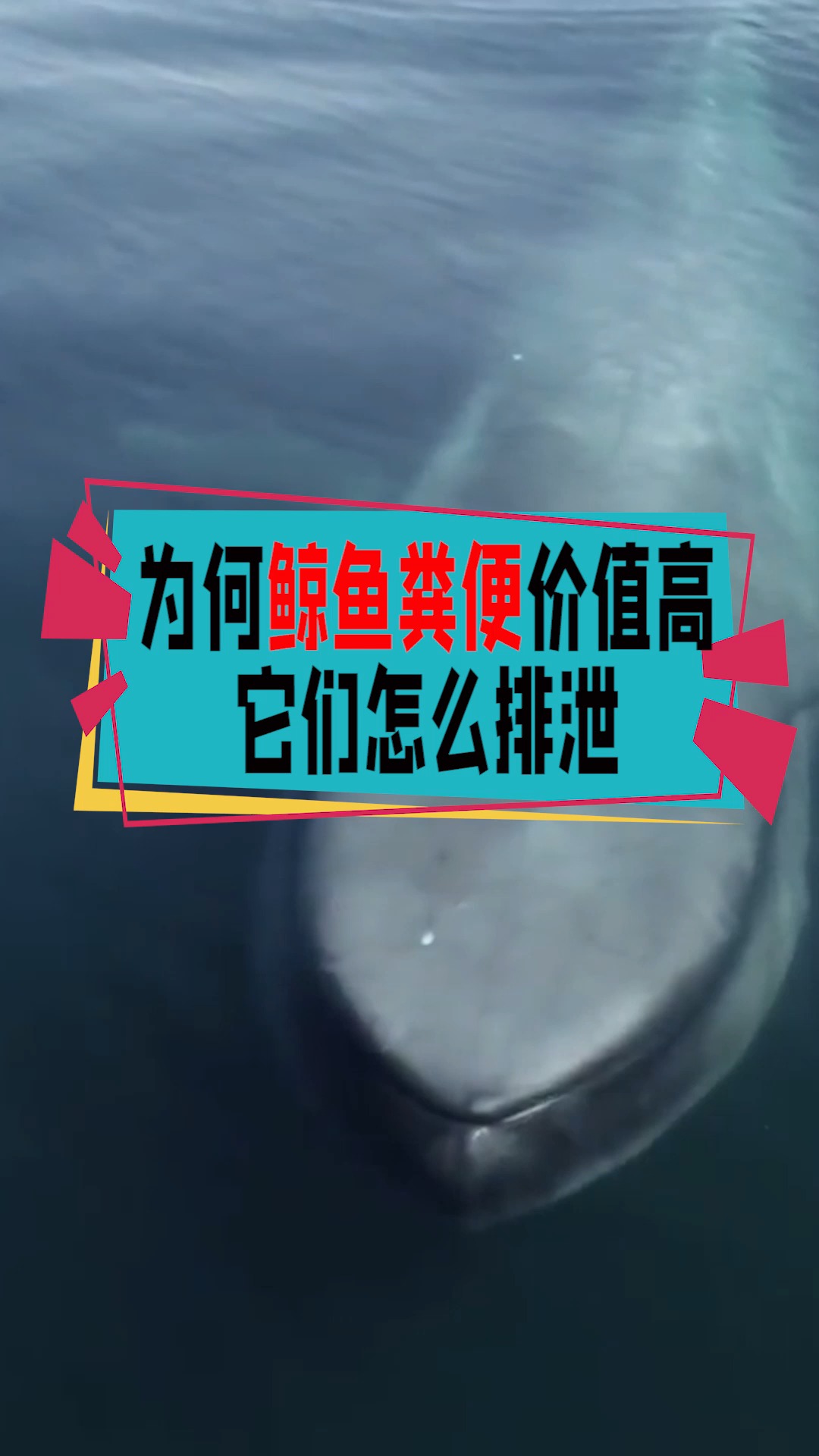 #奇闻趣事抢先看#为何说鲸鱼的粪便值钱,它们究竟是怎么拉粑粑的?