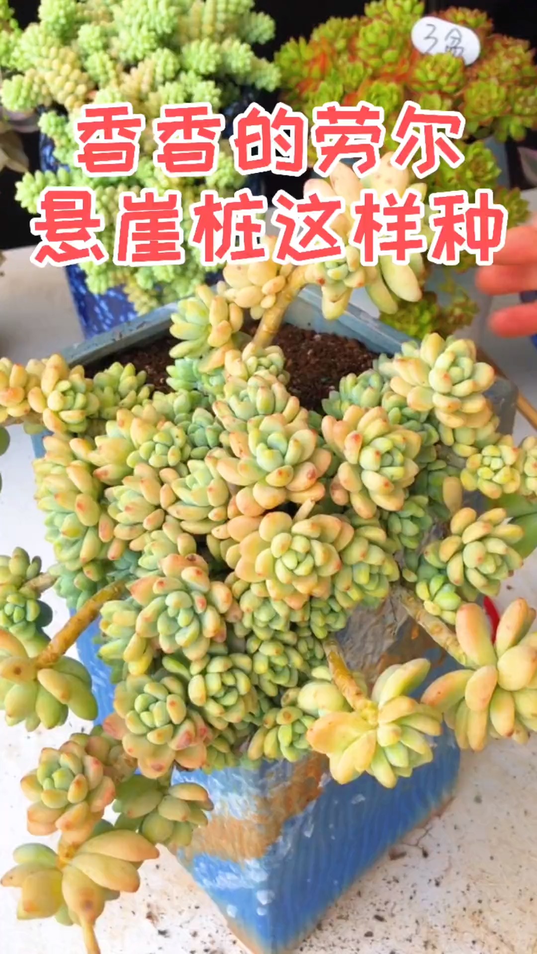 #有一种可爱叫多肉!#香香的多肉劳尔,悬崖桩这样种太美了,你学会了吗?