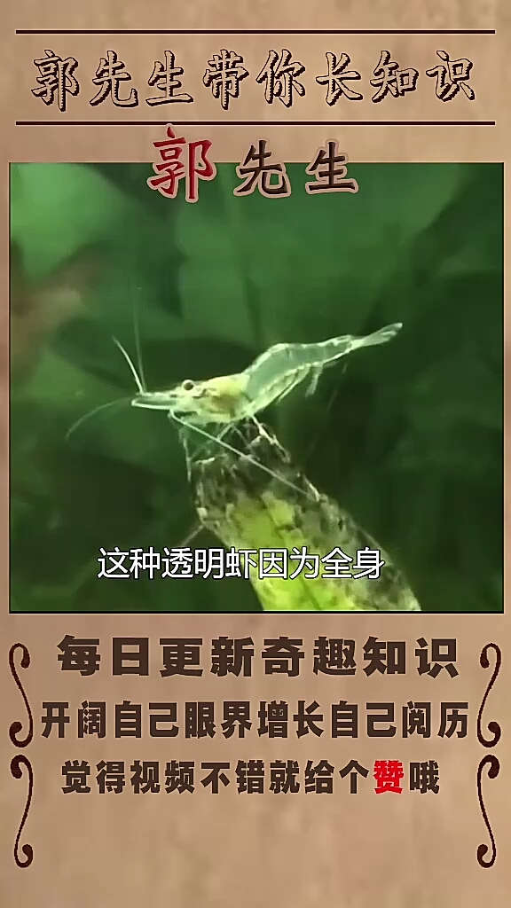 透明的生物之白丁