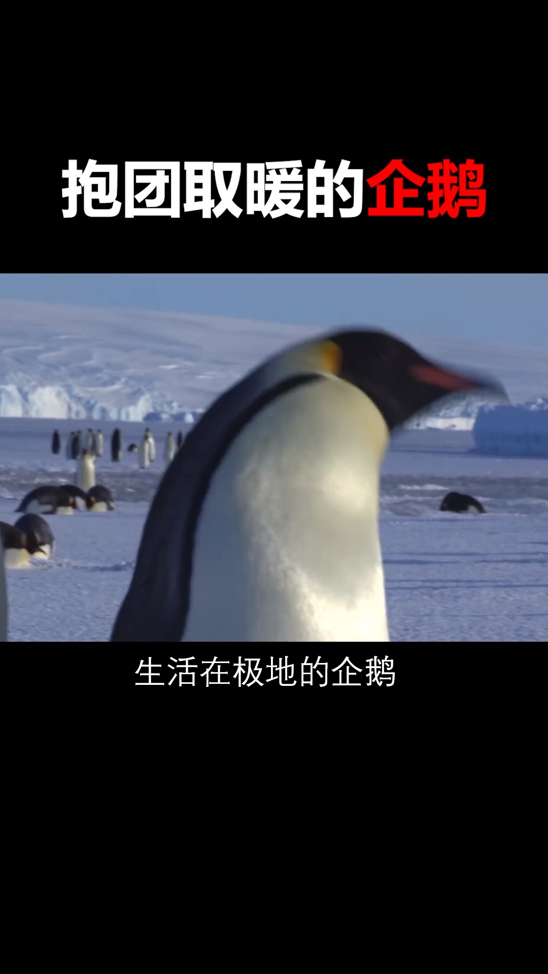 报团取暖的企鹅