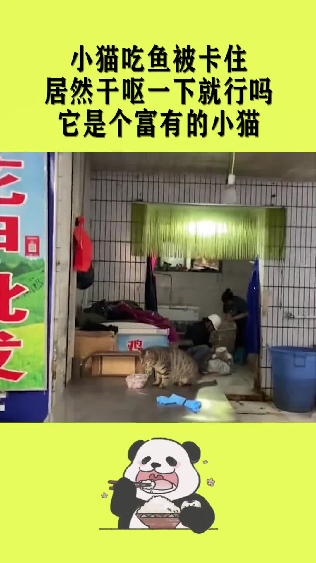 小猫吃鱼被卡住,居然干呕一下就行吗它是个富有的小猫