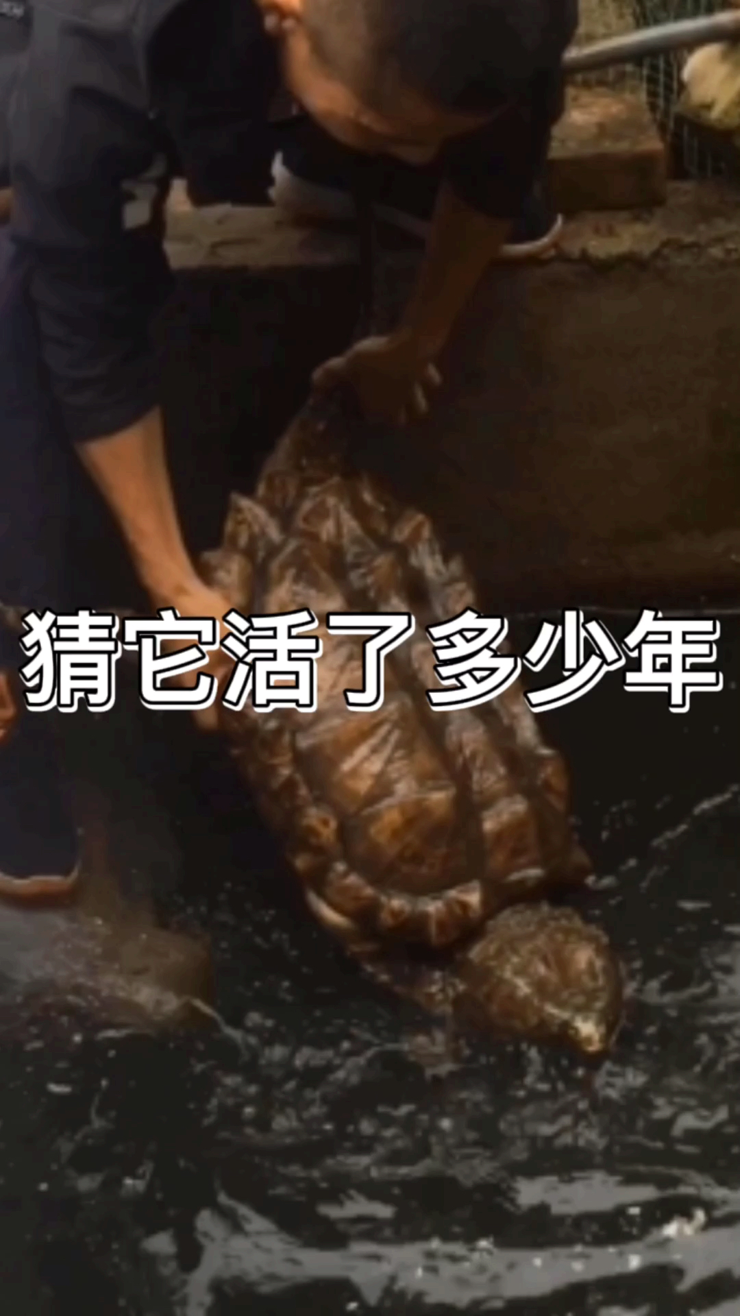 这个乌龟有没一千岁