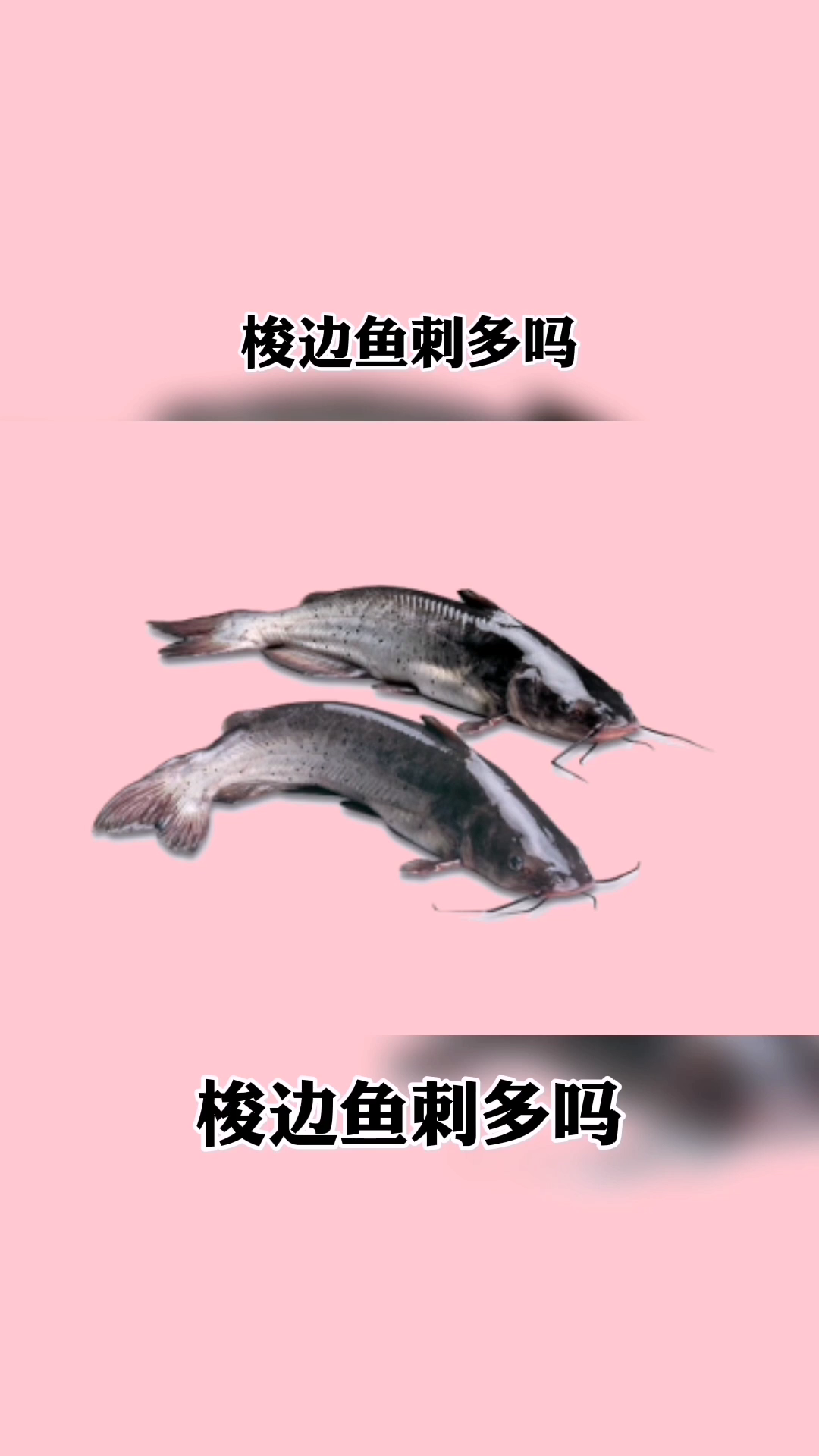 梭边鱼是什么鱼?刺多吗?