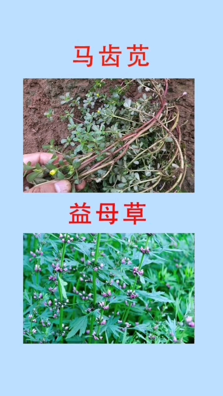 这些野生植物你都认识吗,还有多少是你叫不出名字的?