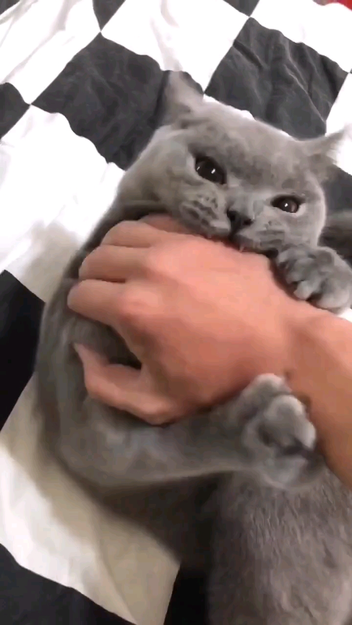 有帮忙的吗留下来一起吃猫肉汤啊
