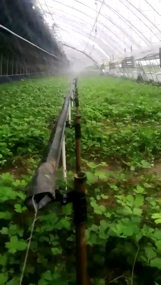 山野菜大叶芹人工种植