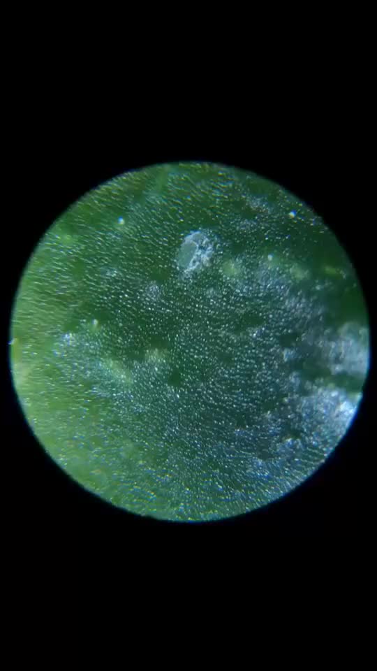 黄瓜放大200倍后