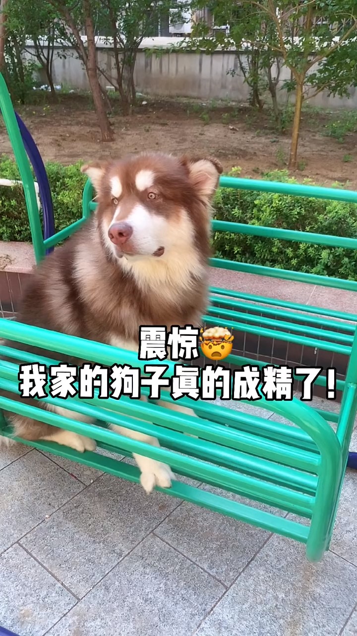 #我家萌宠成精了#今天我不禁怀疑 到底是我养狗还是狗养我……