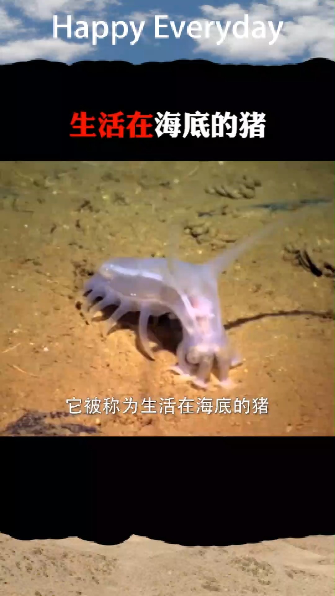 生活在海底的猪,你吃过吗