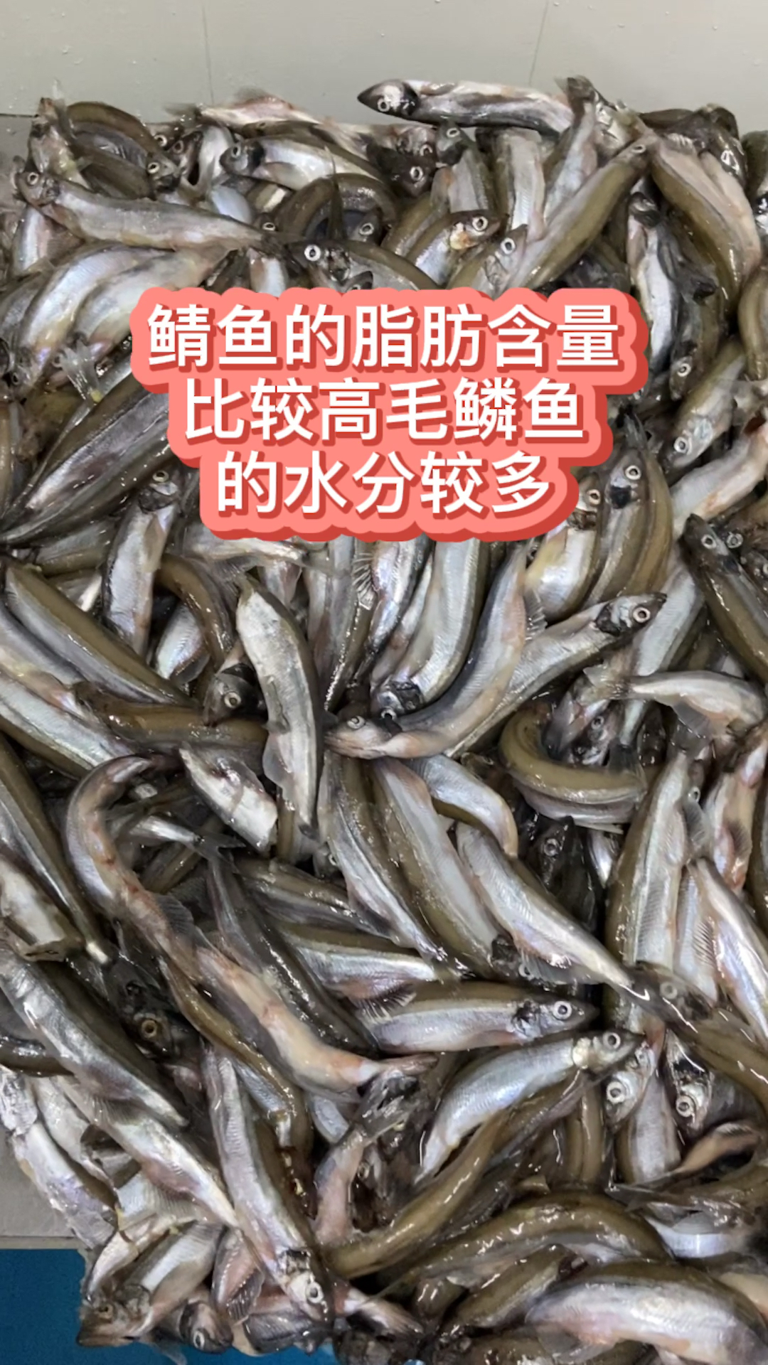 #神宠来袭#小海豚饭量真大