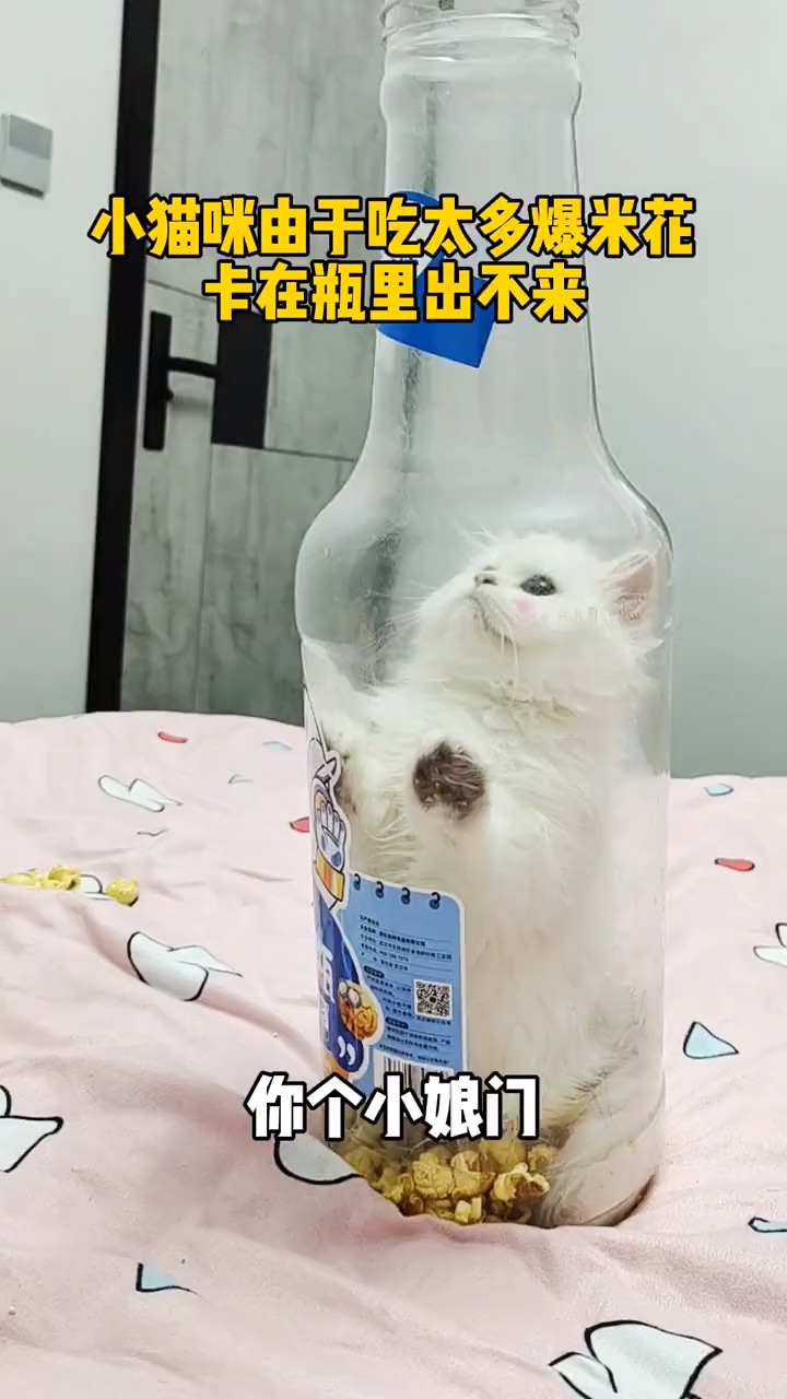 小猫咪偷吃爆米花,卡在瓶里出不来了!