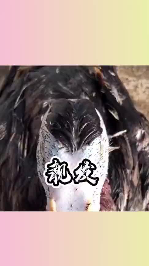 鸭子:这秃头的发型,很影响我的颜值啊!