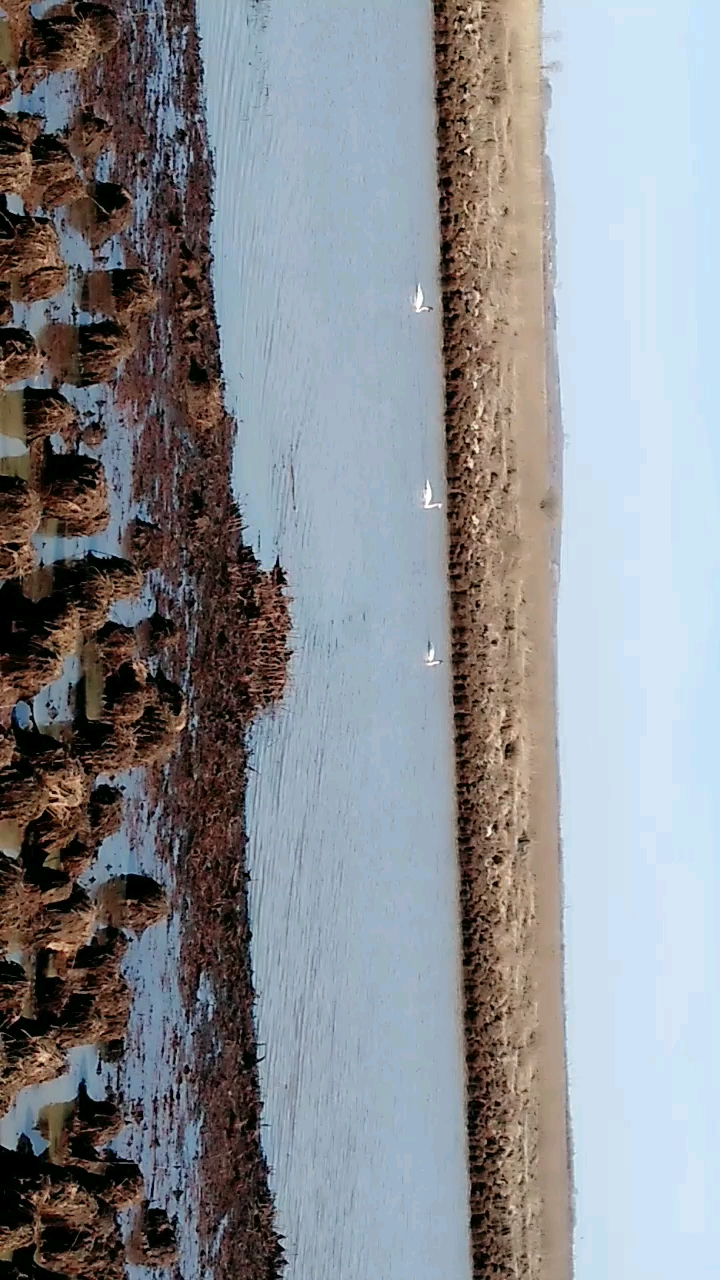 野生大天鹅 