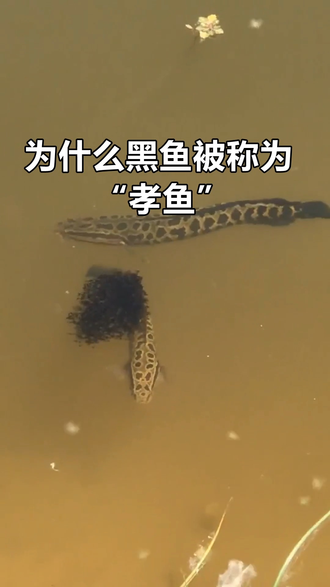 为什么黑鱼被称为“孝鱼”?说出来就怕你不信!