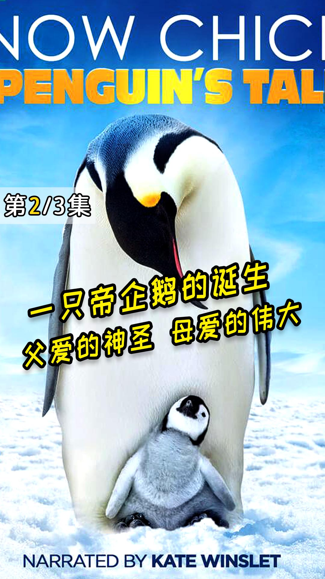 一只帝企鹅宝宝的生命轮回之旅