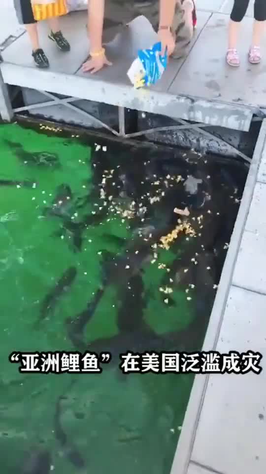 美国人眼里的恐怖怪鱼,却在中国涮火锅