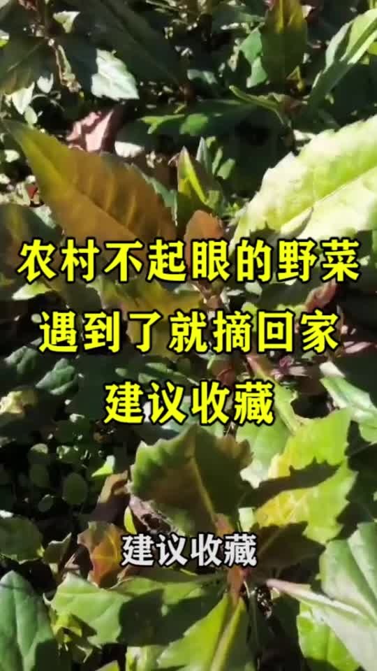 农村不起眼的野菜,遇到了就摘回家 建议收藏