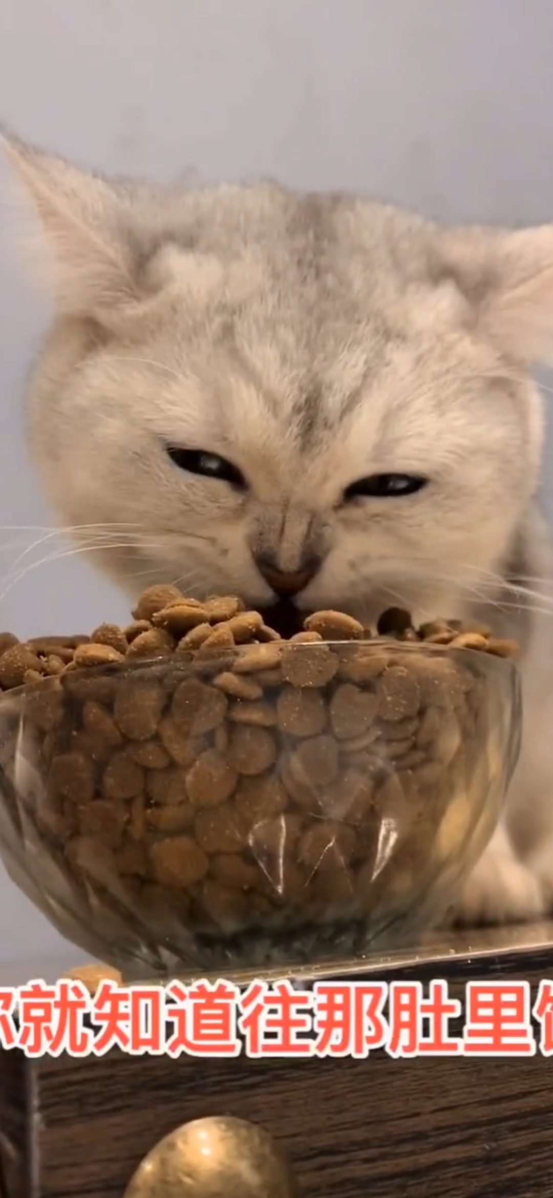 这只猫咪太能吃了
