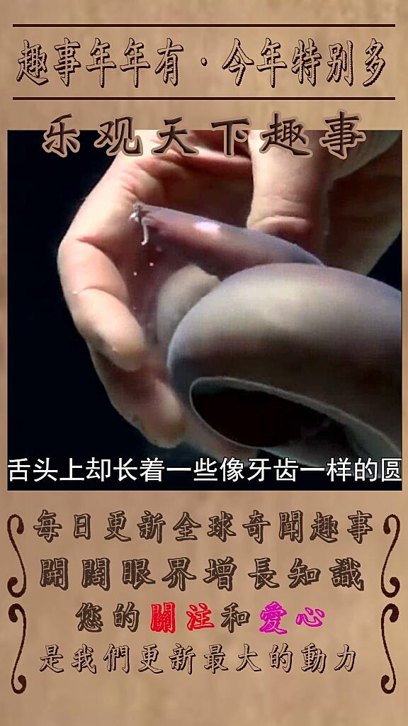 动物自卫的超级大招之八目鳗鱼