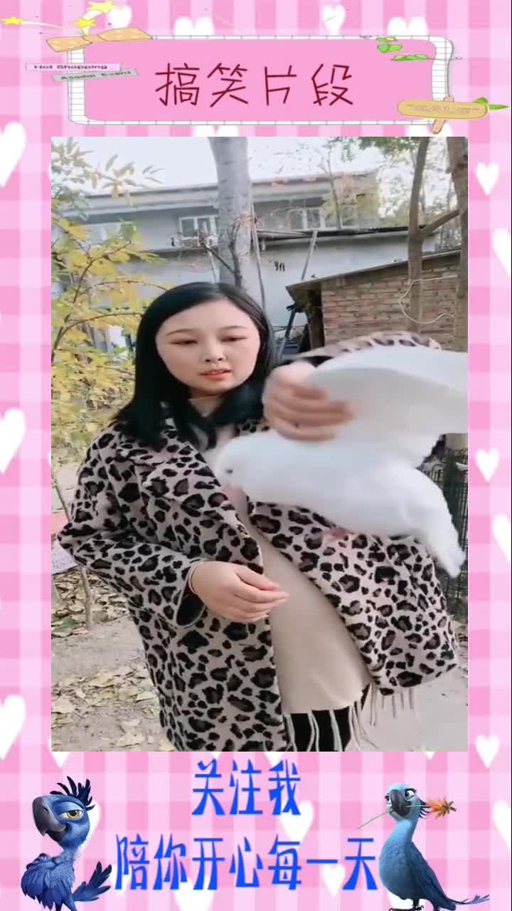 最简单看鸽子公母