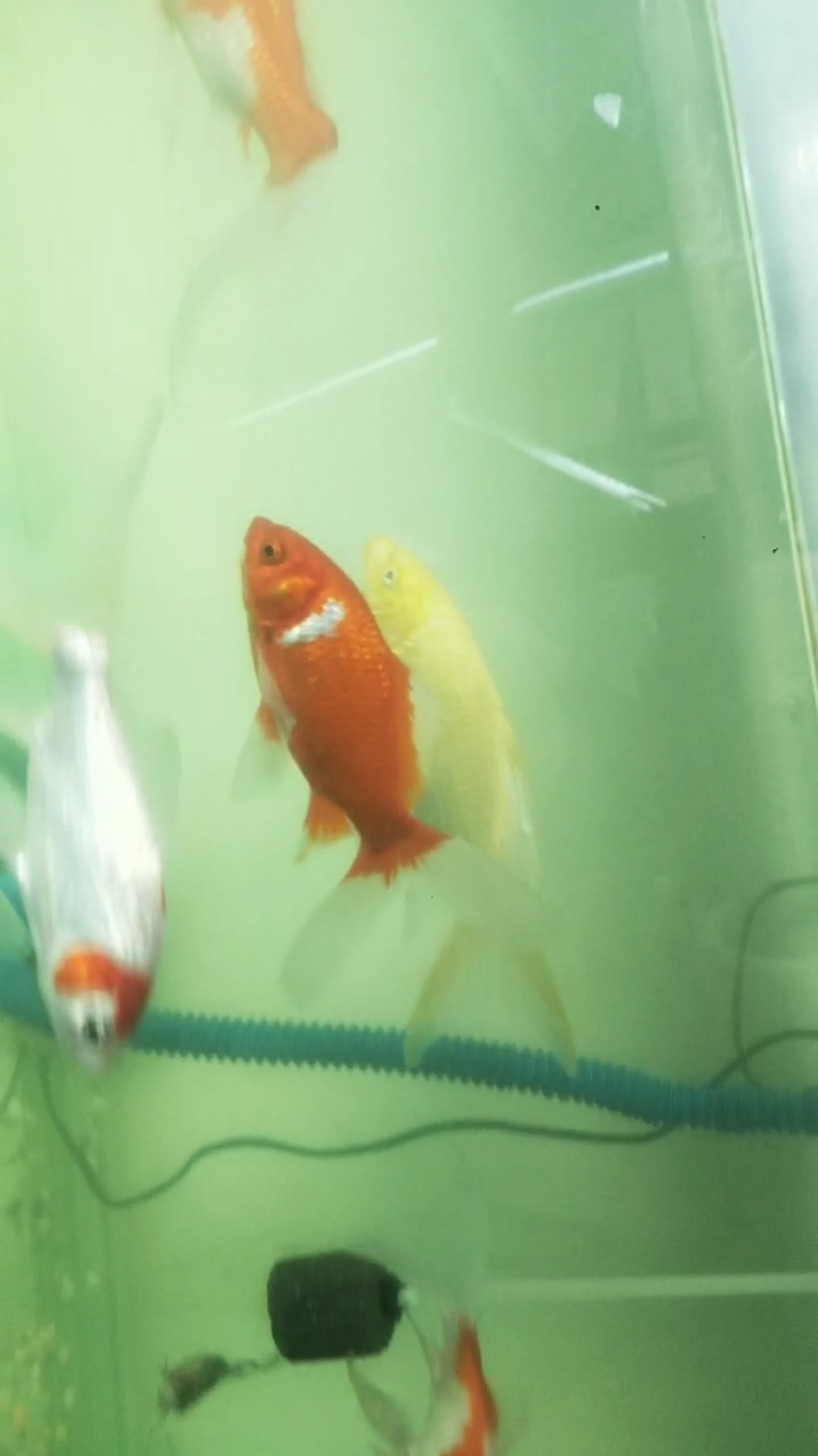 小鱼生病了,身上溃烂怎么办啊