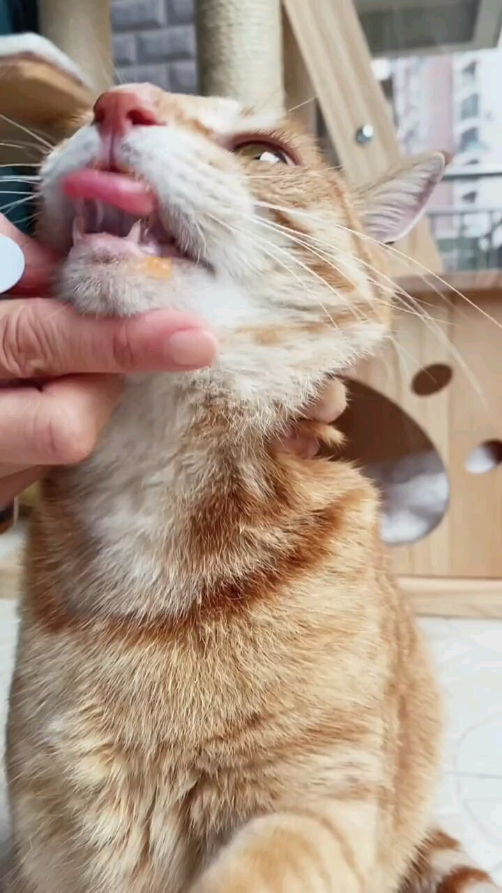 宅家久了看啥都是大闸蟹#每都是表情包#有萌猫#宠