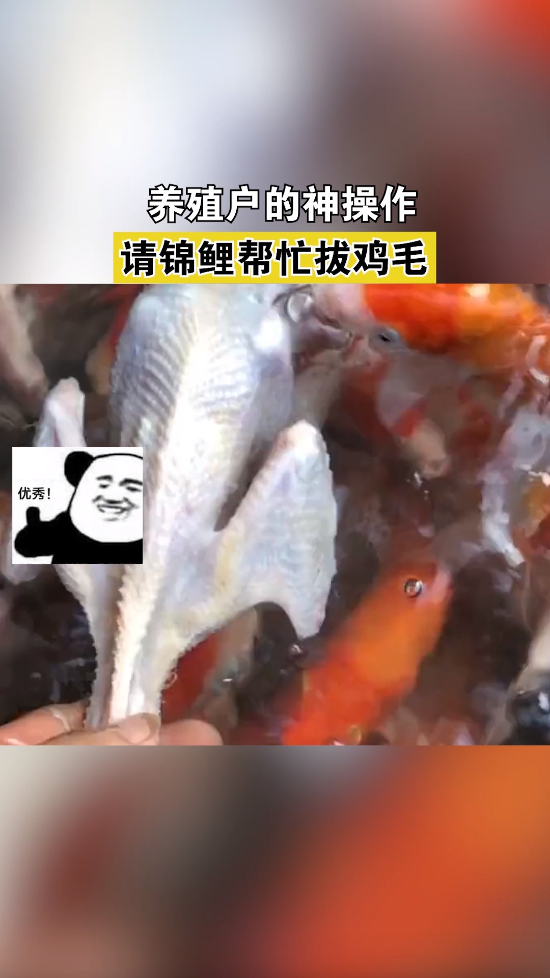 #搞笑视频#养殖户的神操作,请锦鲤帮忙拔鸡毛