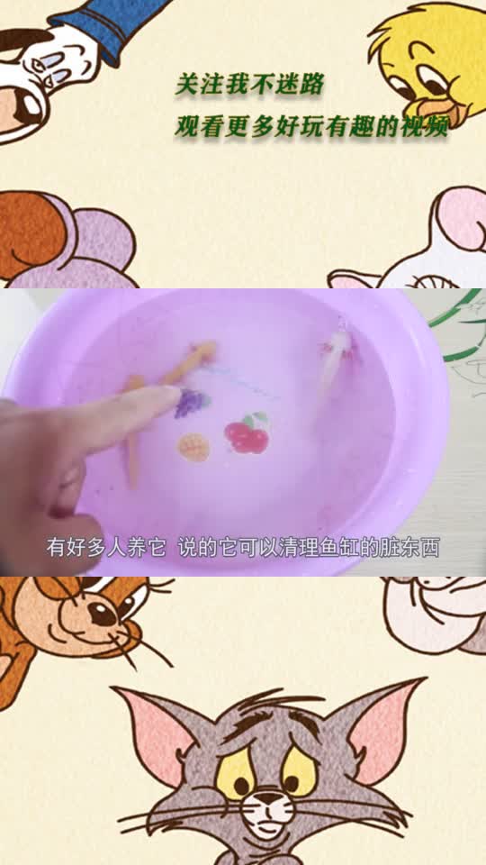 六角恐龙鱼,竟然还有四只脚,纯白色的你见过吗?