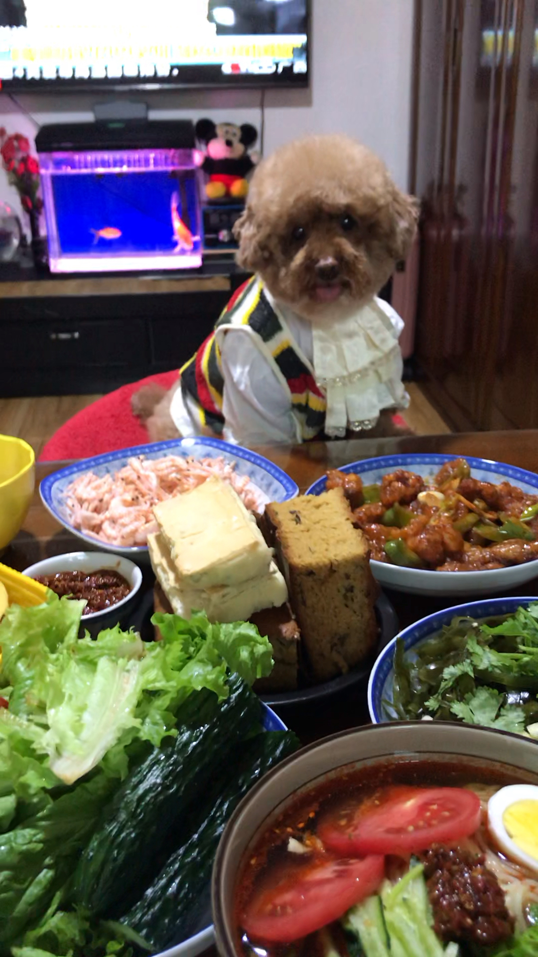 #我家萌宠成精了#不吃枣糕。吃肉